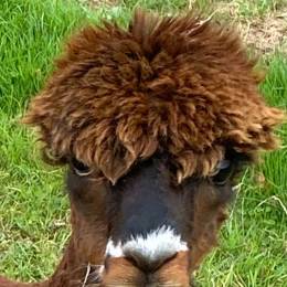 tobias21062's avatar