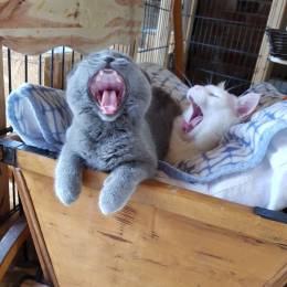 [TF] Pqe [GER]'s avatar