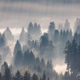 TreesFamilyMember's avatar