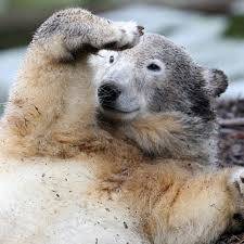 Eisbaer (GER)'s avatar