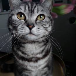 WickeyLeek(NL)'s avatar