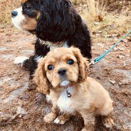 Schak Bruijn's avatar