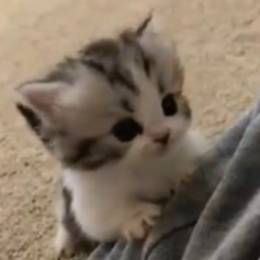 [RO]rogevis_'s avatar