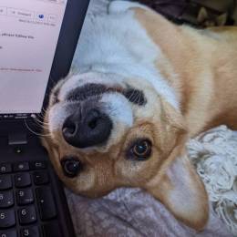 WhiskeyPossum's avatar