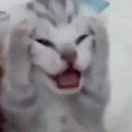 Iftekhar_____'s avatar