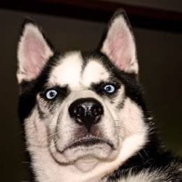 Artemy 35rus's avatar