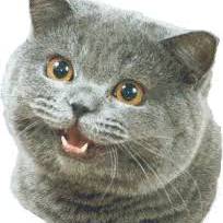 TheAllSeeingCrow's avatar