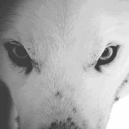 White Wolf.'s avatar
