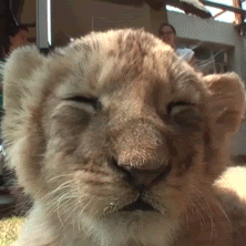 [MCG] PepyNox's avatar