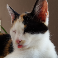 [WT] AlexXX's avatar