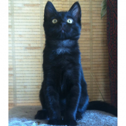 SpectralProphet's avatar