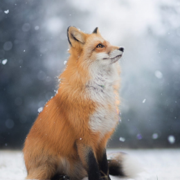 Themaster10121's avatar